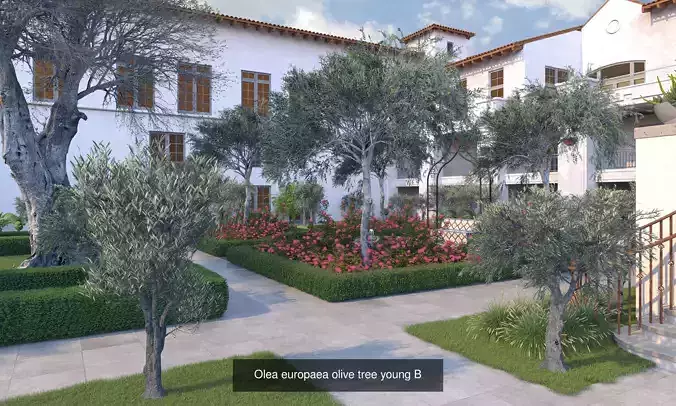 Olea europaea olive trees 3D Model Collection