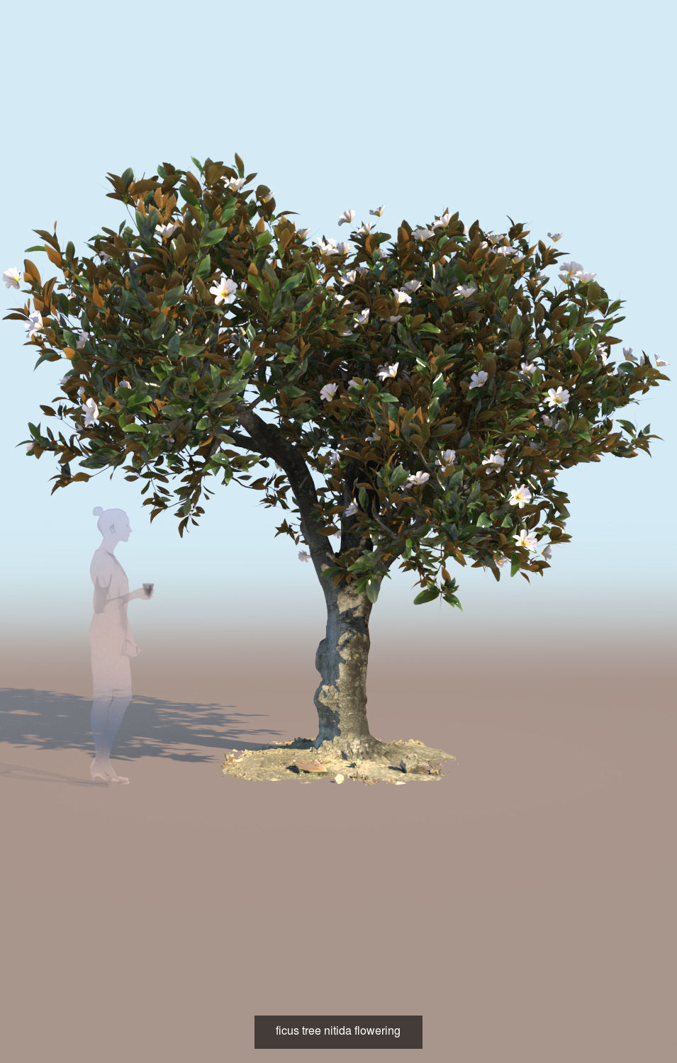 3 Ficus nitida trees 3D Model Collection_2