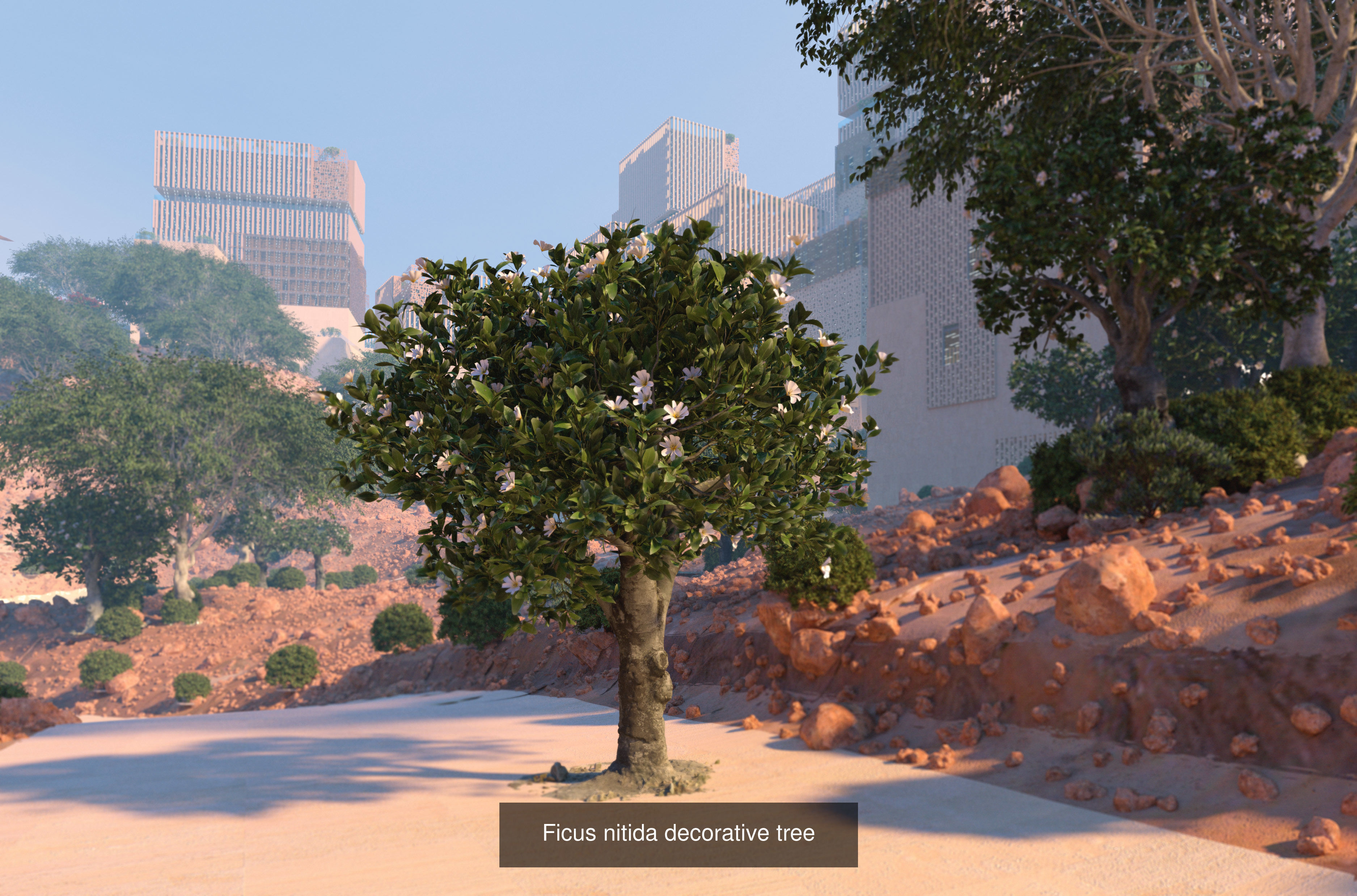 3 Ficus nitida trees 3D Model Collection_1