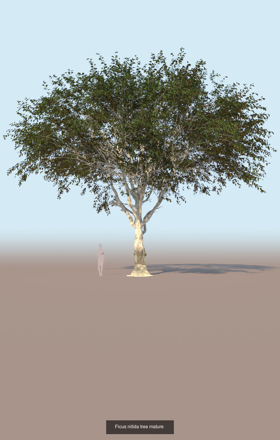 3 Ficus nitida trees 3D Model Collection_3