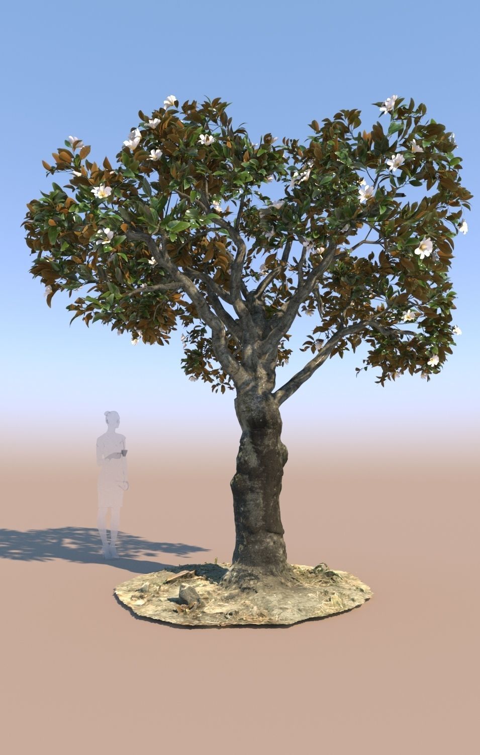 3 Ficus nitida trees 3D Model Collection_4