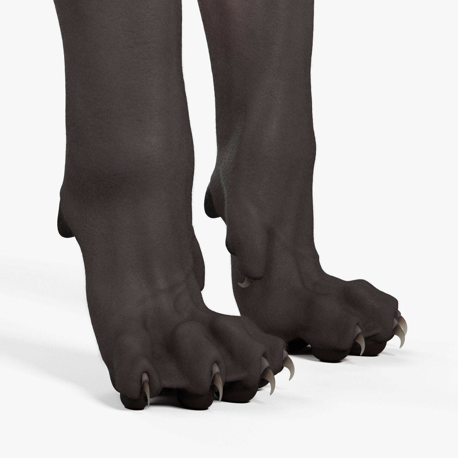 Sphynx Cat  3D model_33