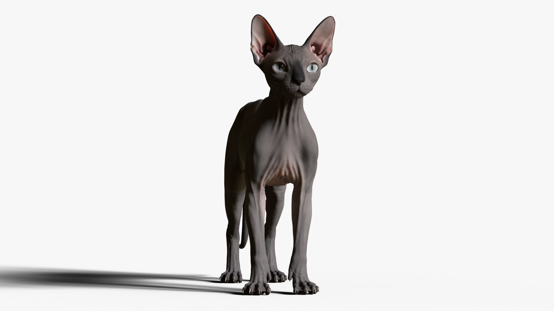 Sphynx Cat  3D model_9