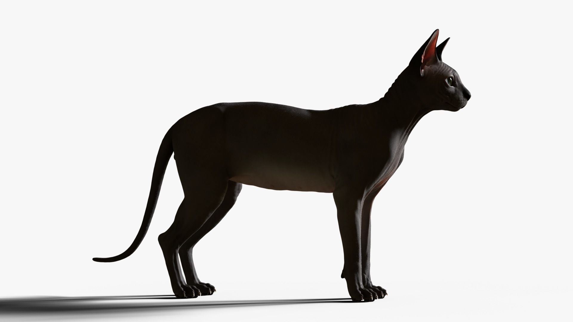 Sphynx Cat  3D model_8