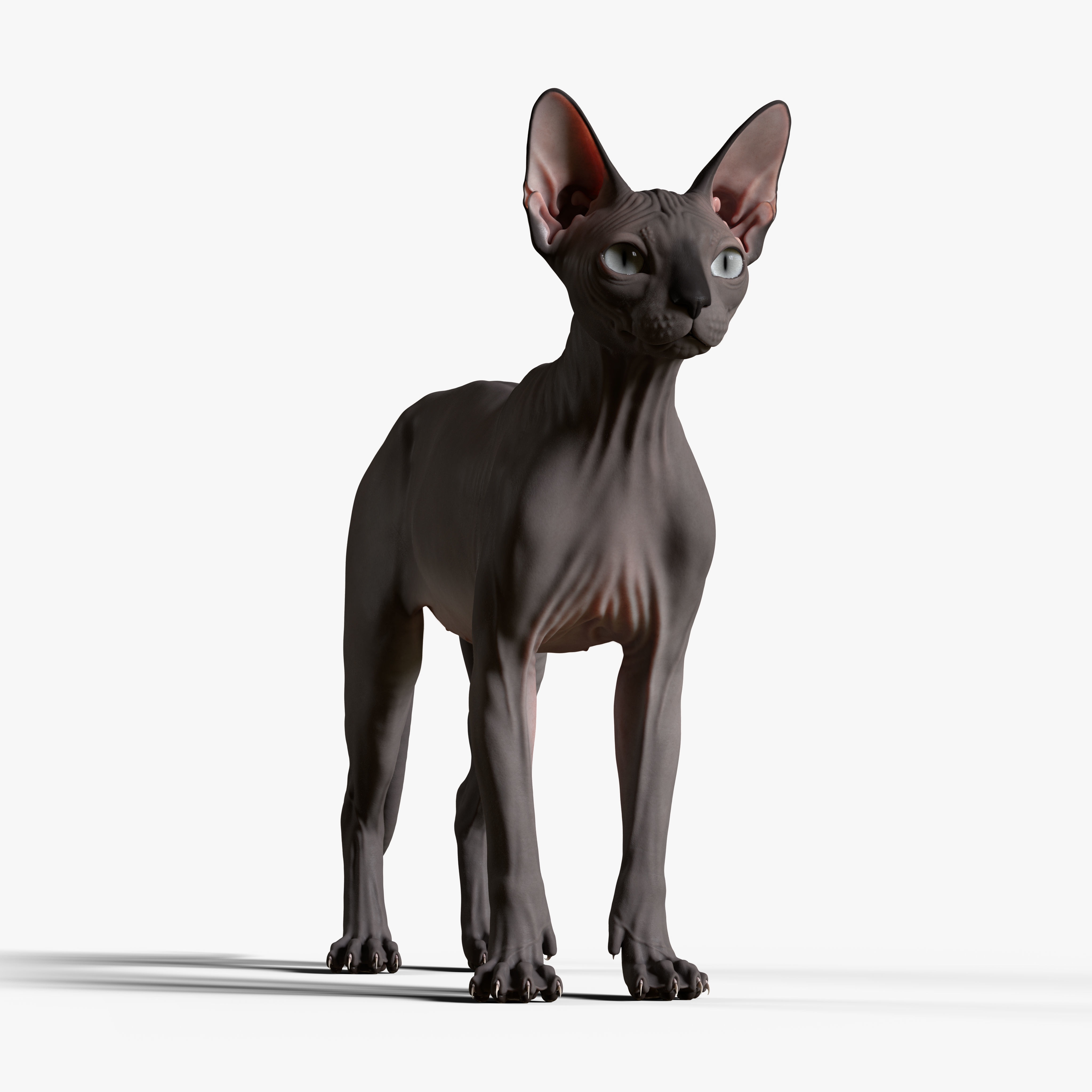 Sphynx Cat  3D model_6