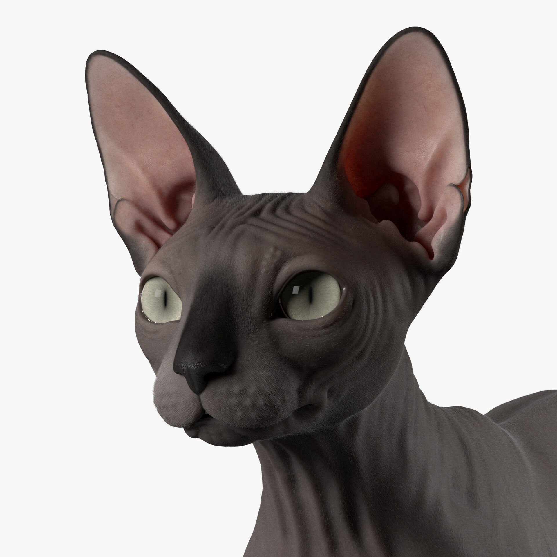 Sphynx Cat  3D model_37