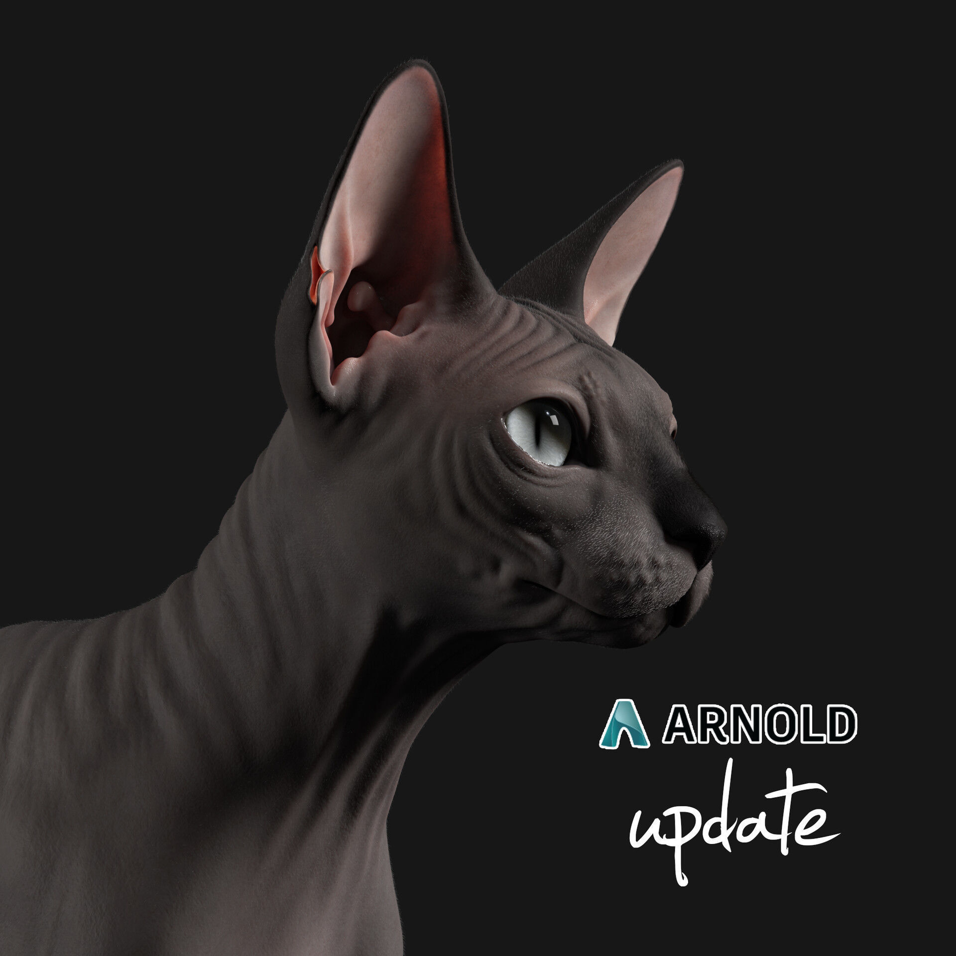 Sphynx Cat  3D model_18
