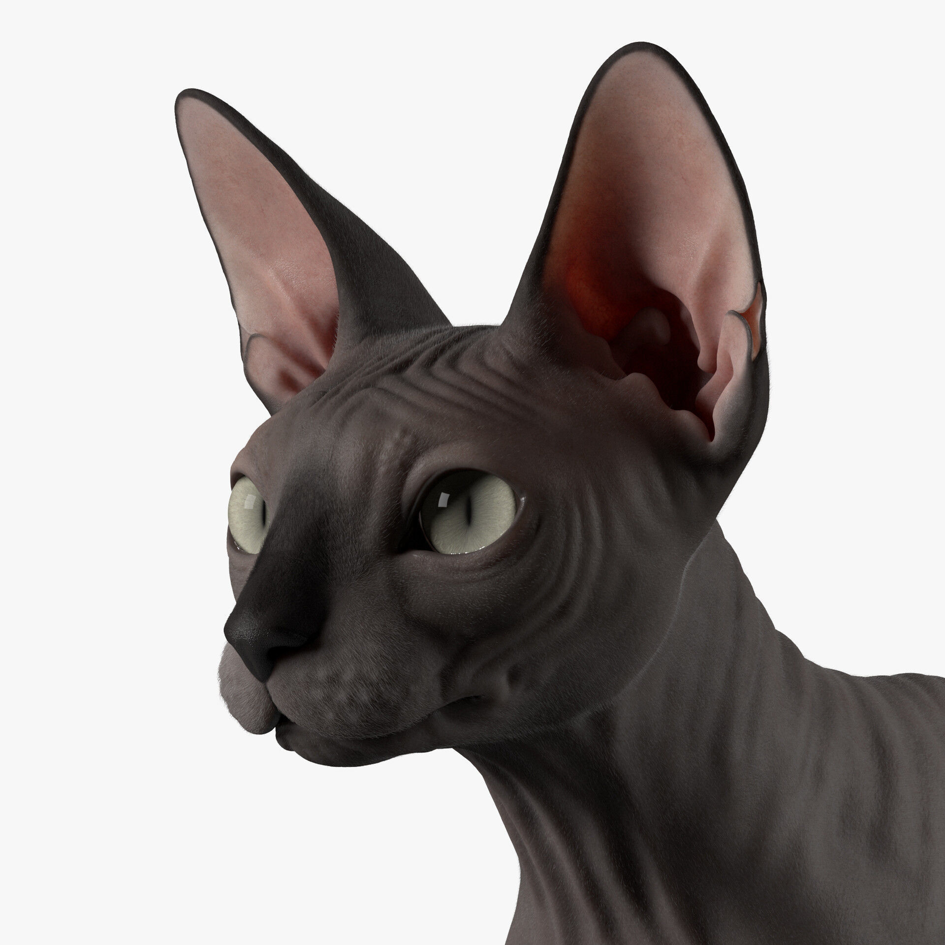 Sphynx Cat  3D model_35