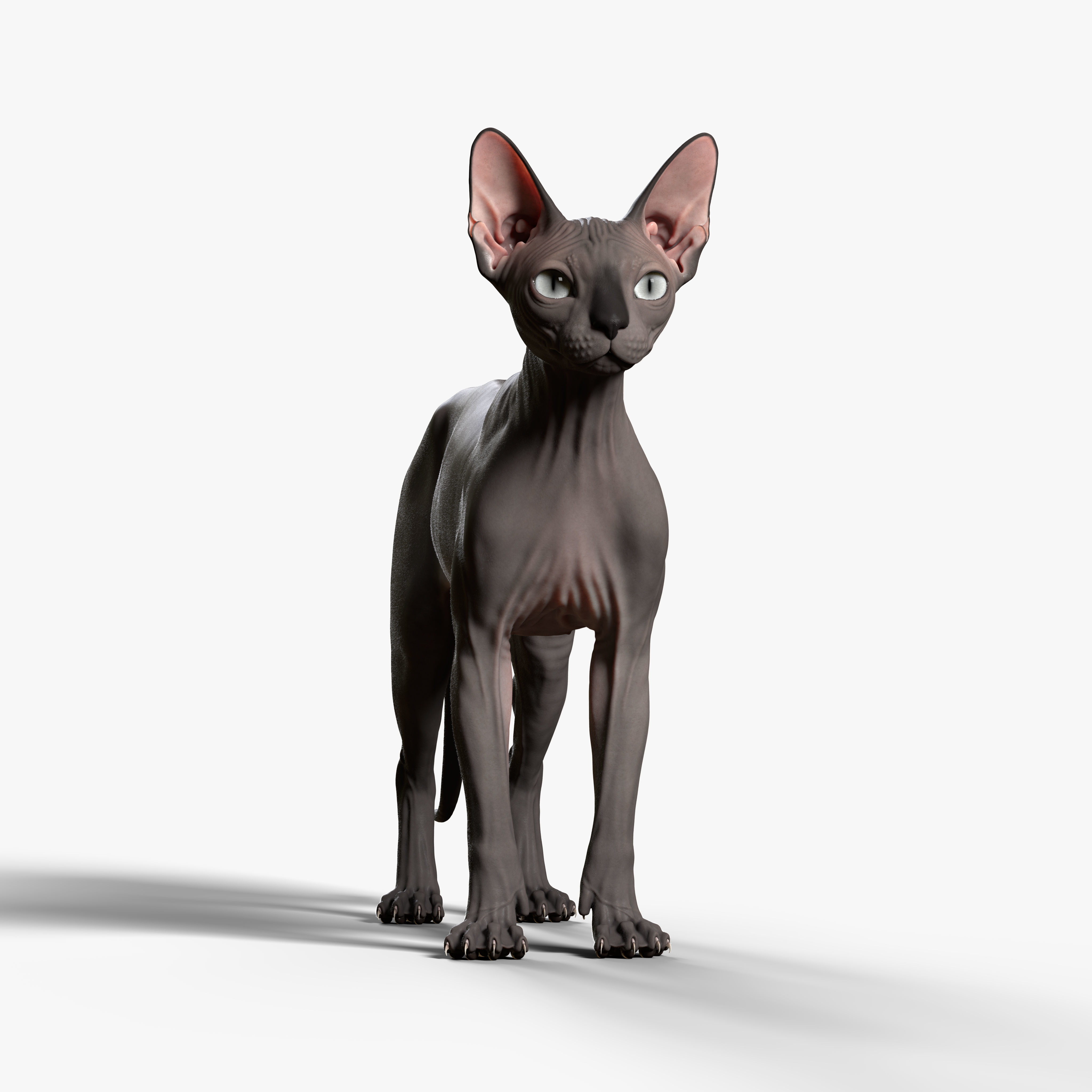 Sphynx Cat  3D model_5