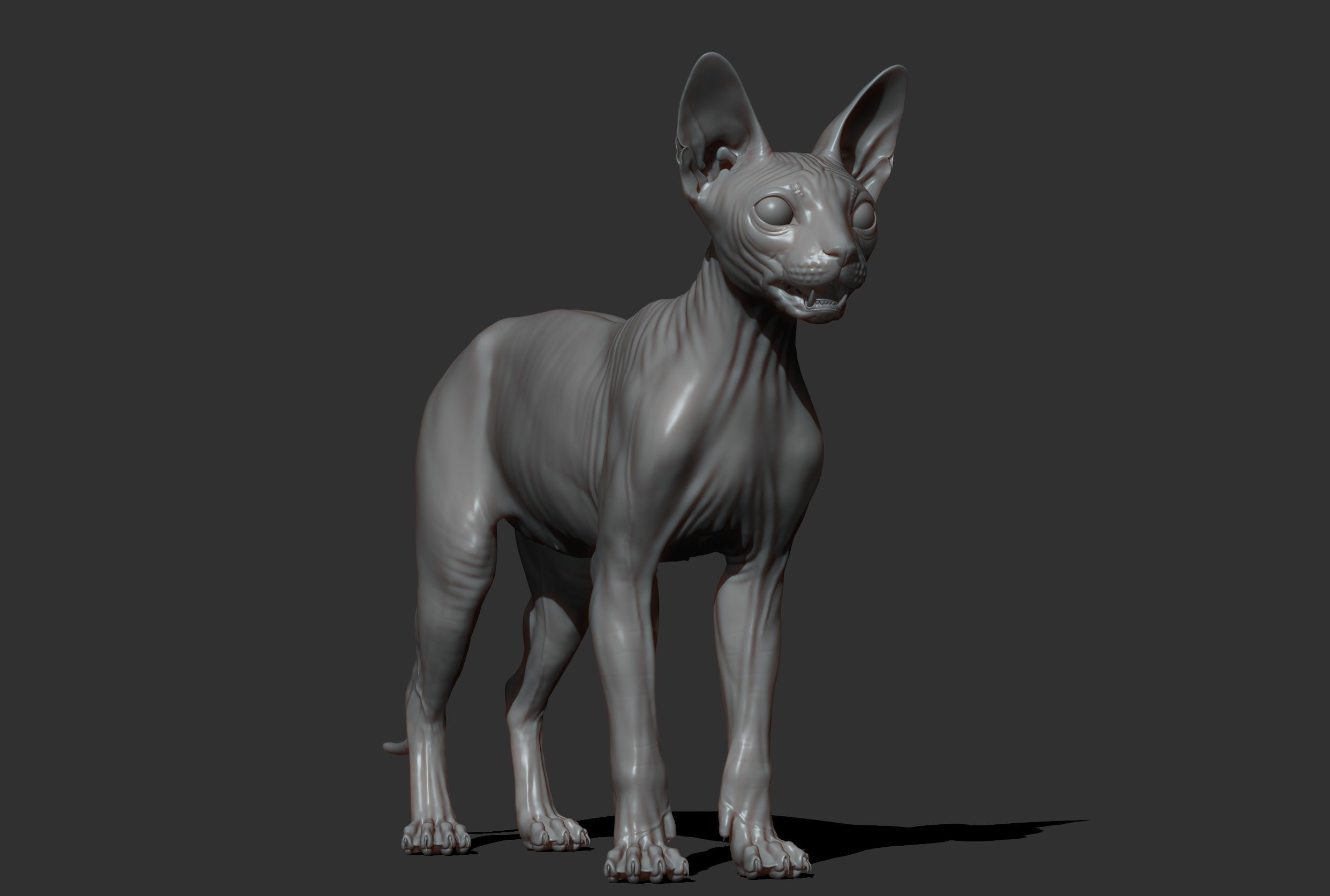 Sphynx Cat  3D model_30