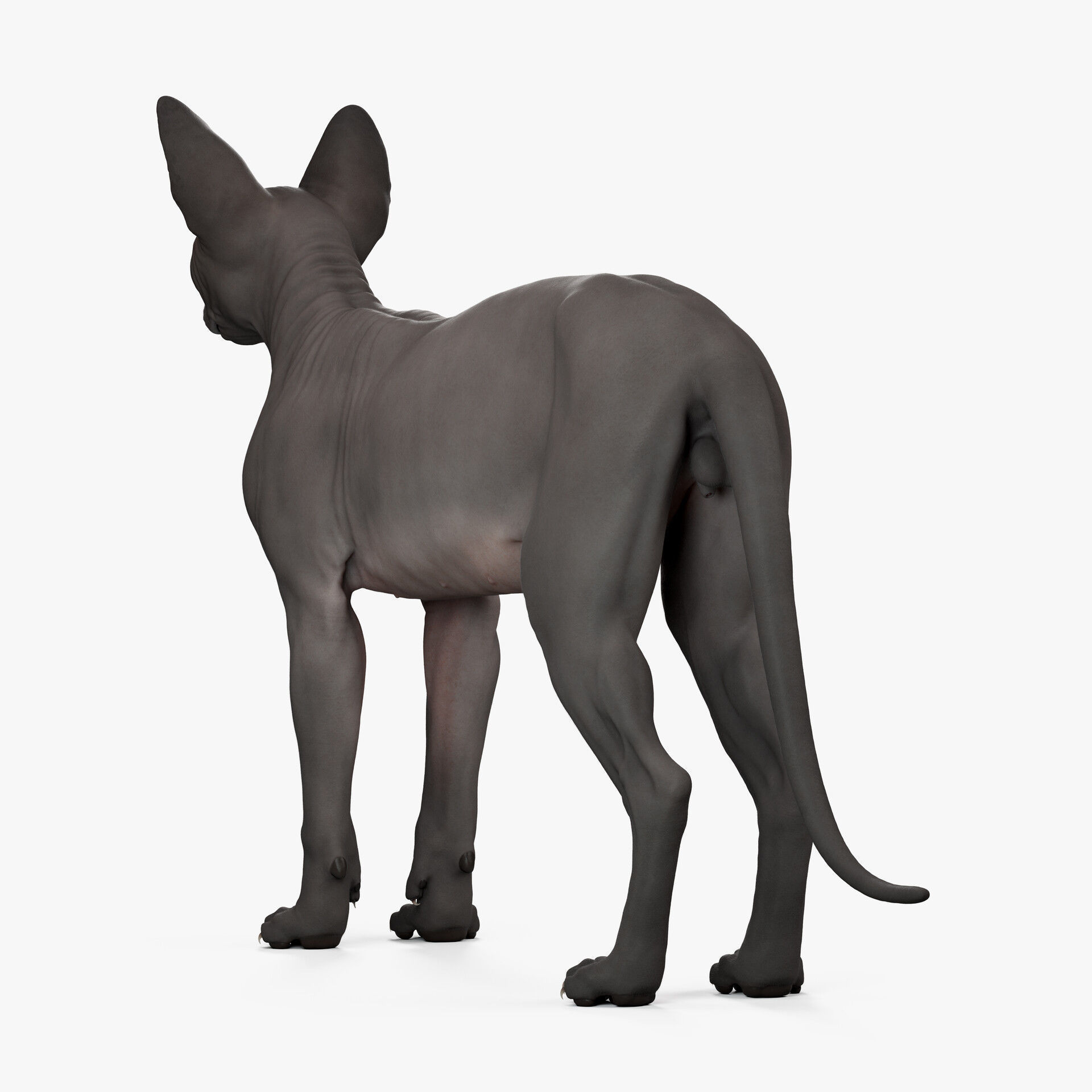 Sphynx Cat  3D model_34