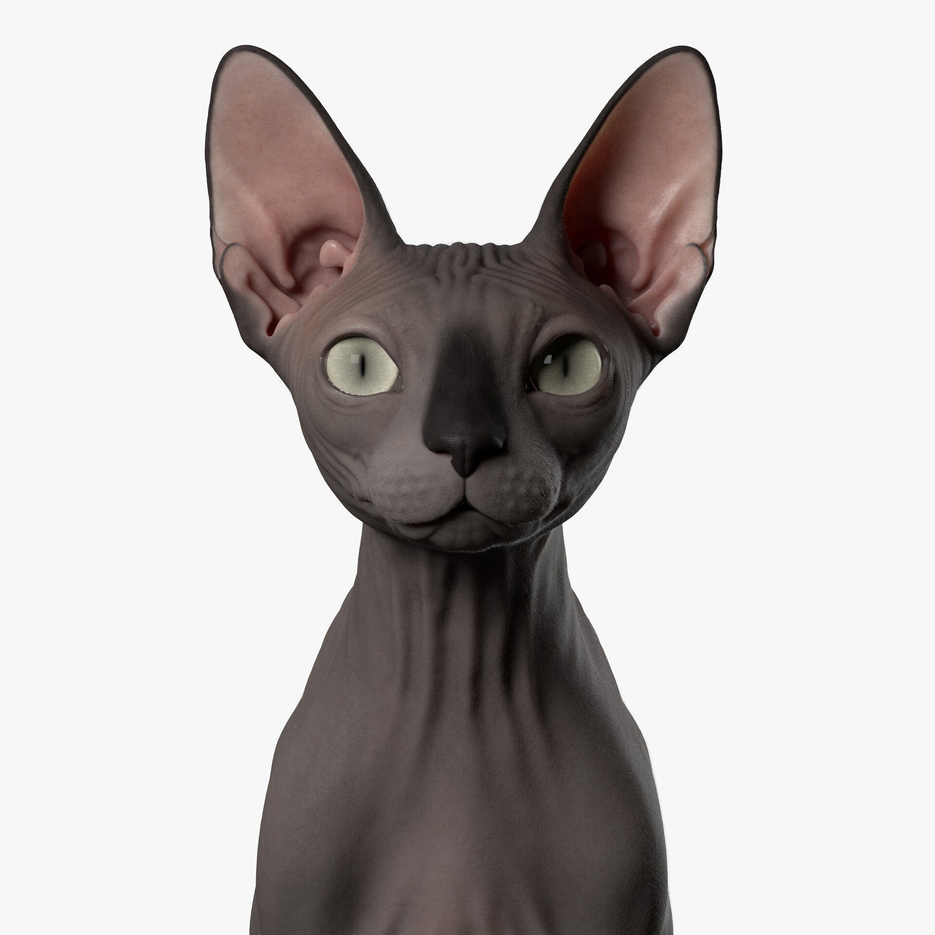 Sphynx Cat  3D model_36