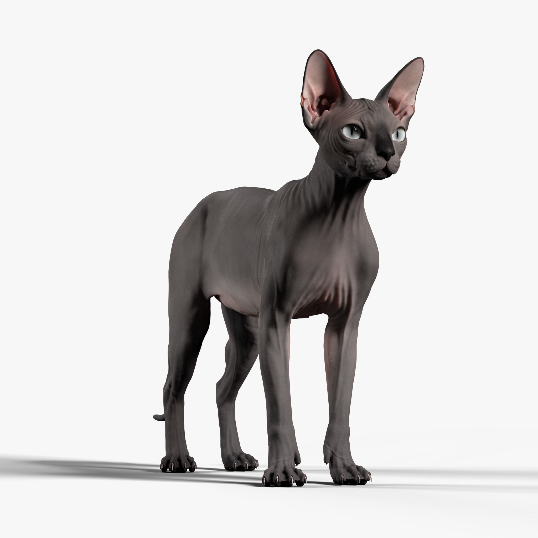 Sphynx Cat  3D model_17