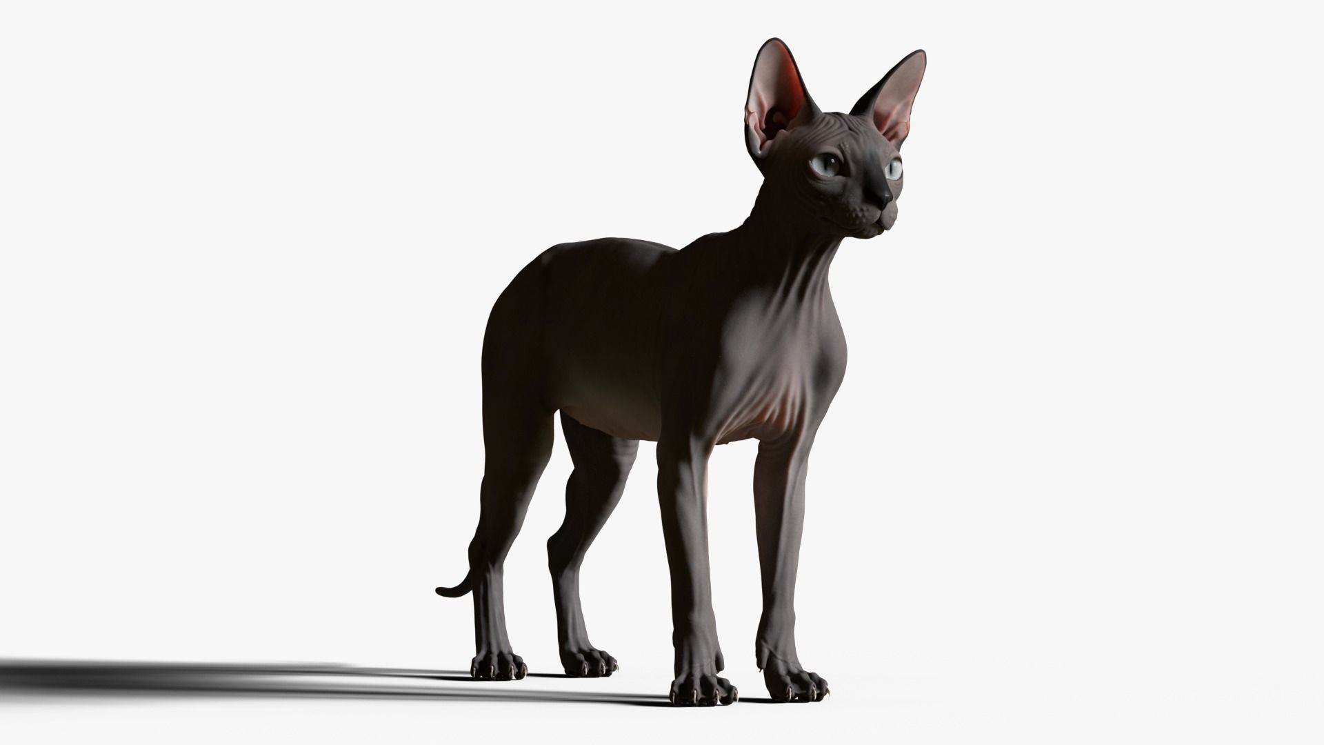 Sphynx Cat  3D model_11