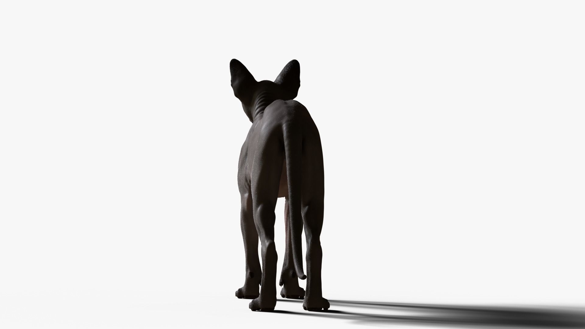 Sphynx Cat  3D model_15