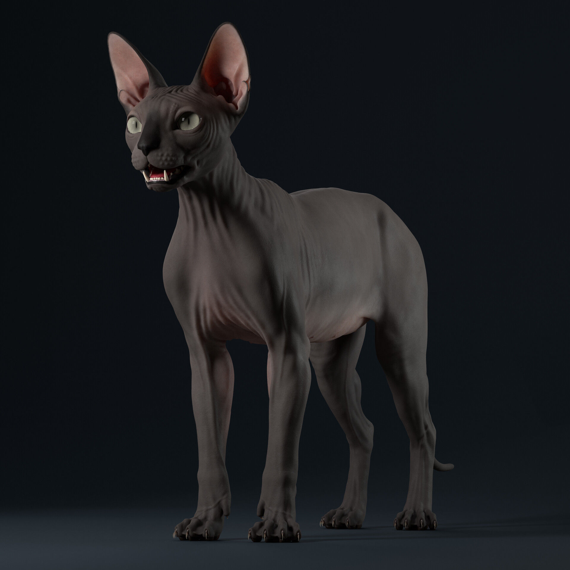 Sphynx Cat  3D model_38
