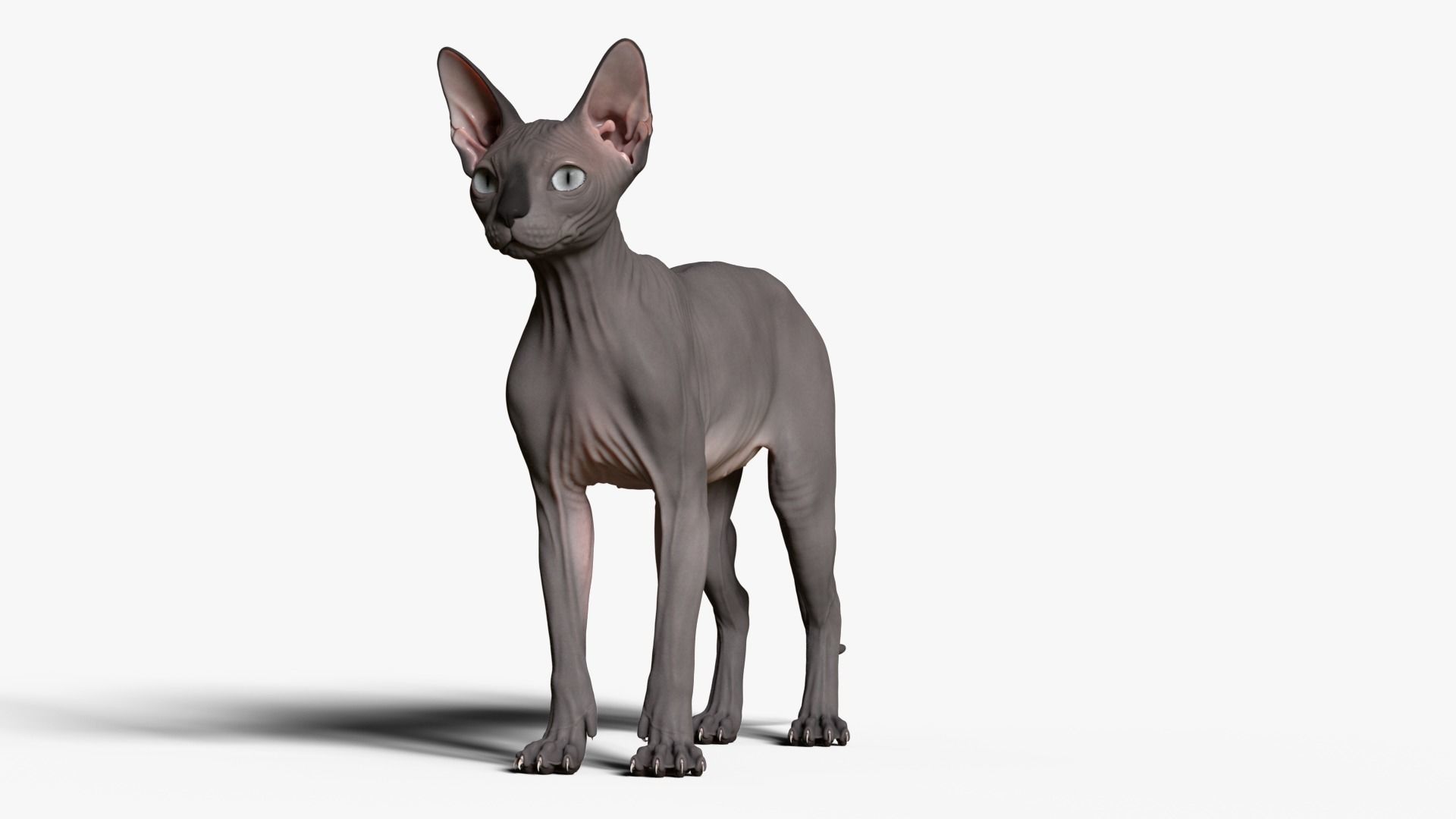 Sphynx Cat  3D model_2