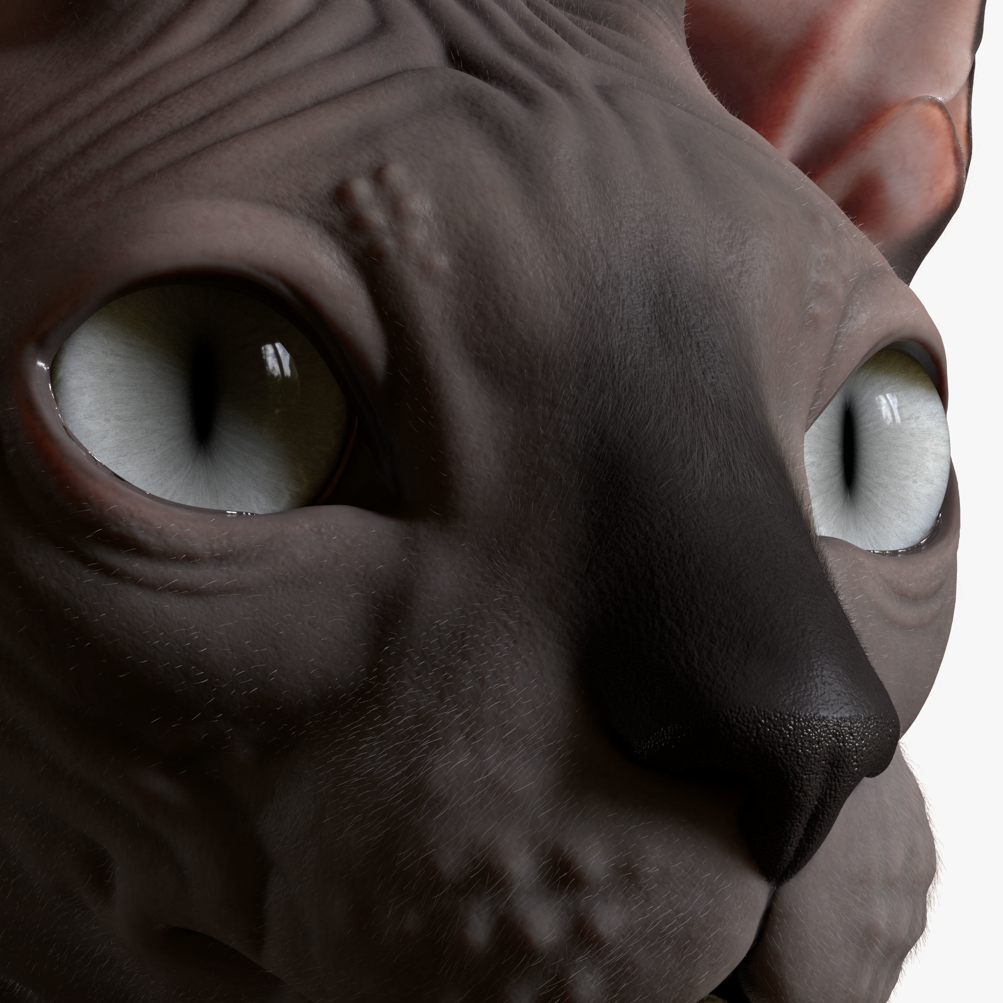 Sphynx Cat  3D model_7