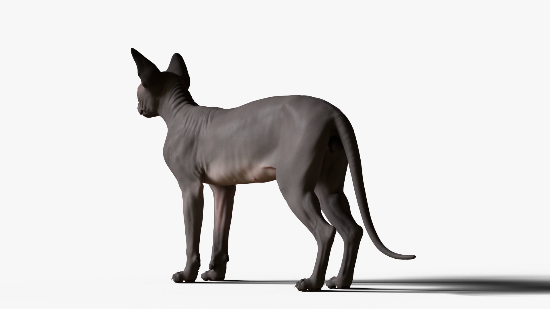 Sphynx Cat  3D model_14