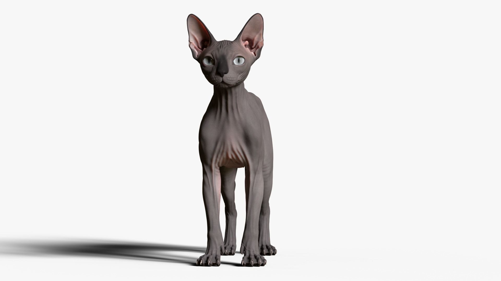 Sphynx Cat  3D model_10