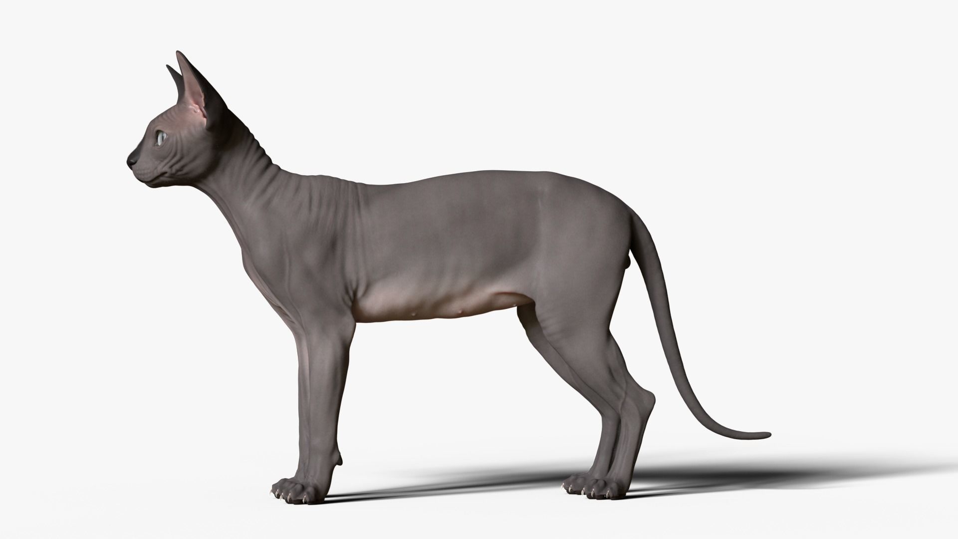 Sphynx Cat  3D model_12