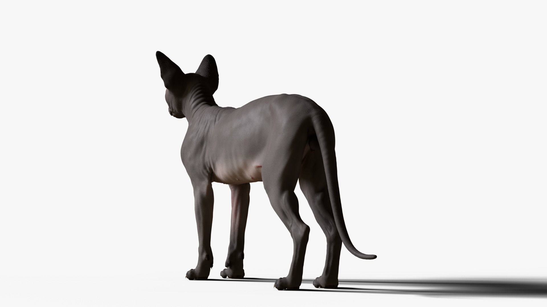 Sphynx Cat  3D model_13