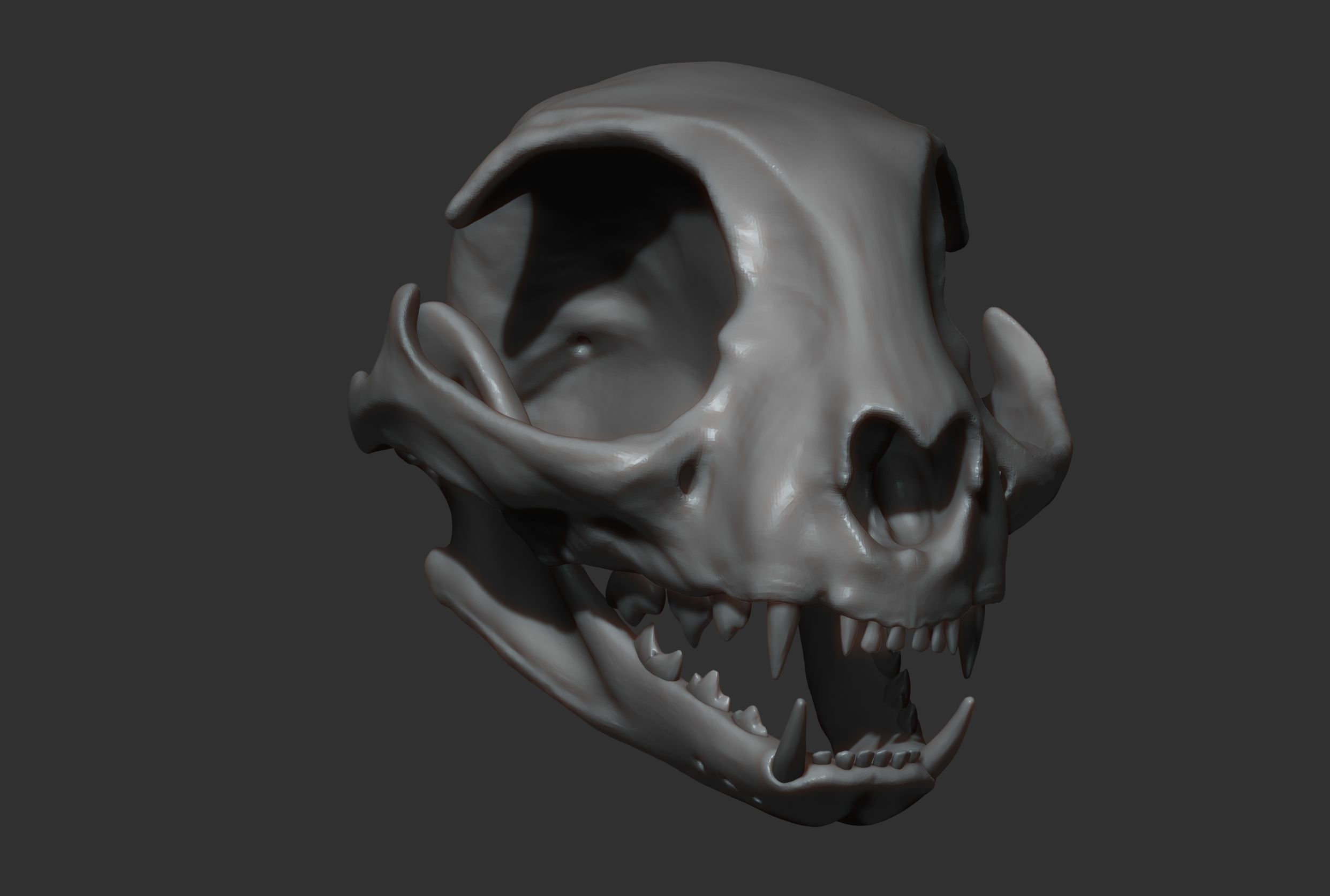 Sphynx Cat  3D model_31