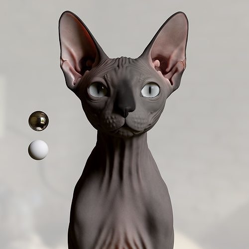 Sphynx Cat  3D model
