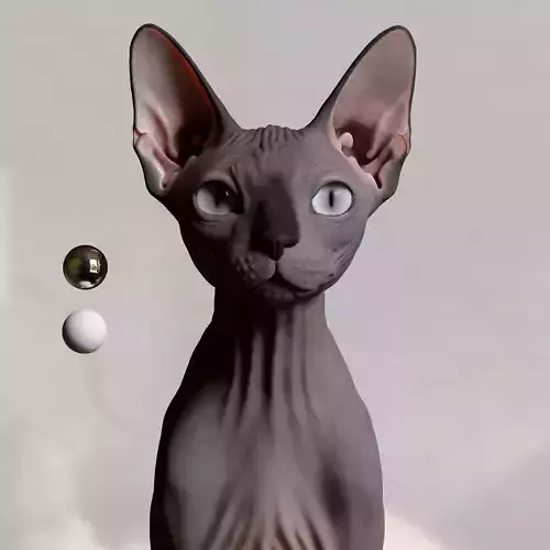 Sphynx Cat  3D model