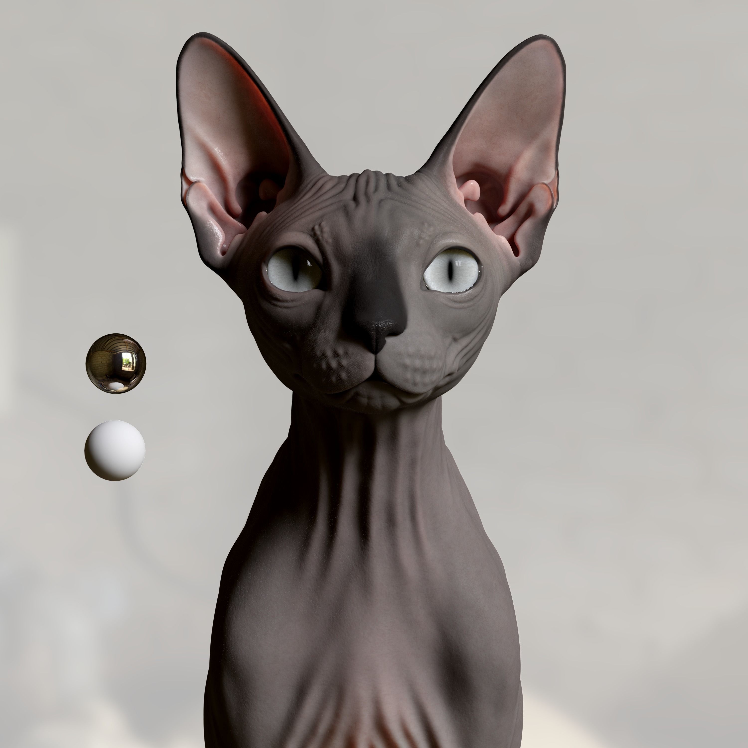 Sphynx Cat  3D model_0