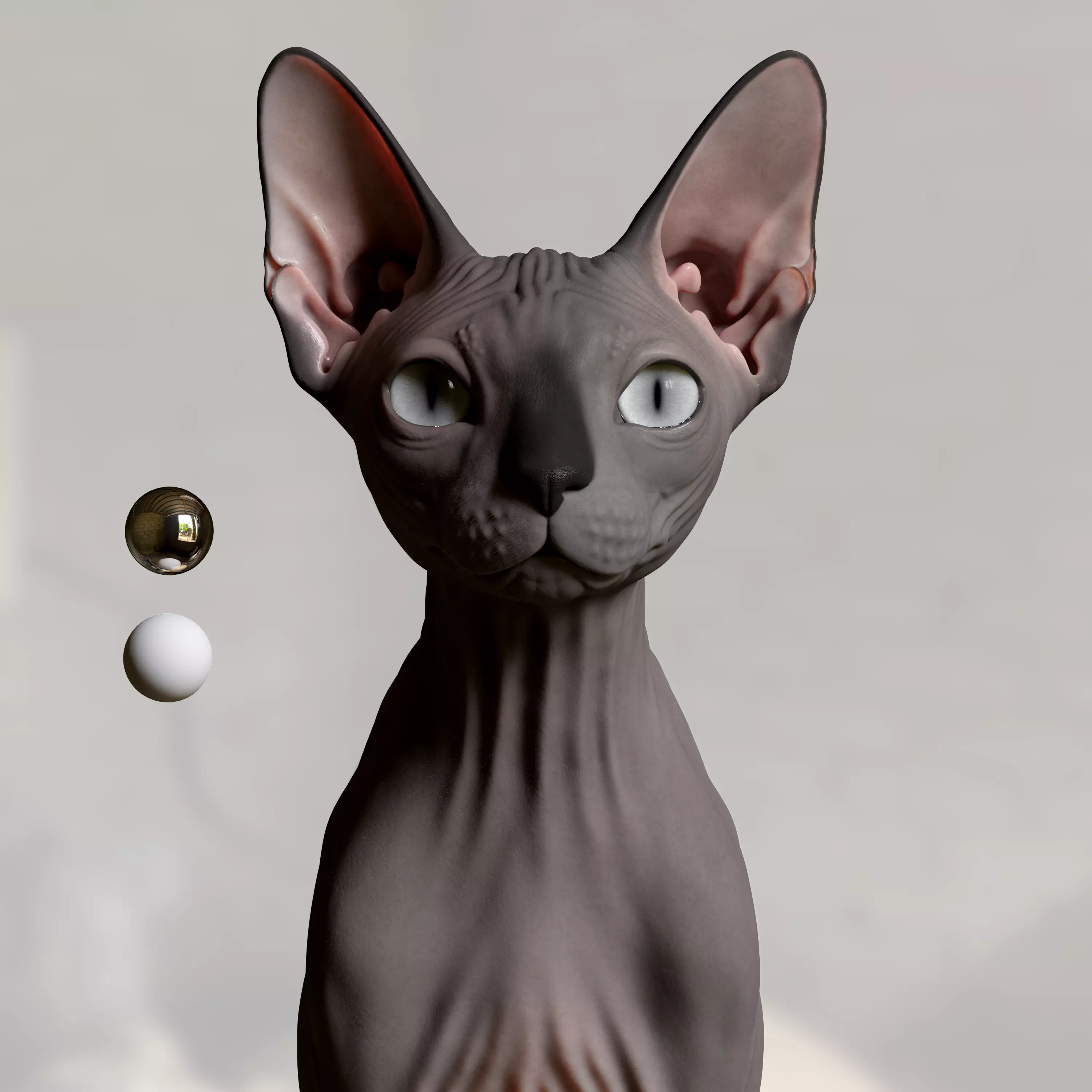 Sphynx Cat  3D model_0