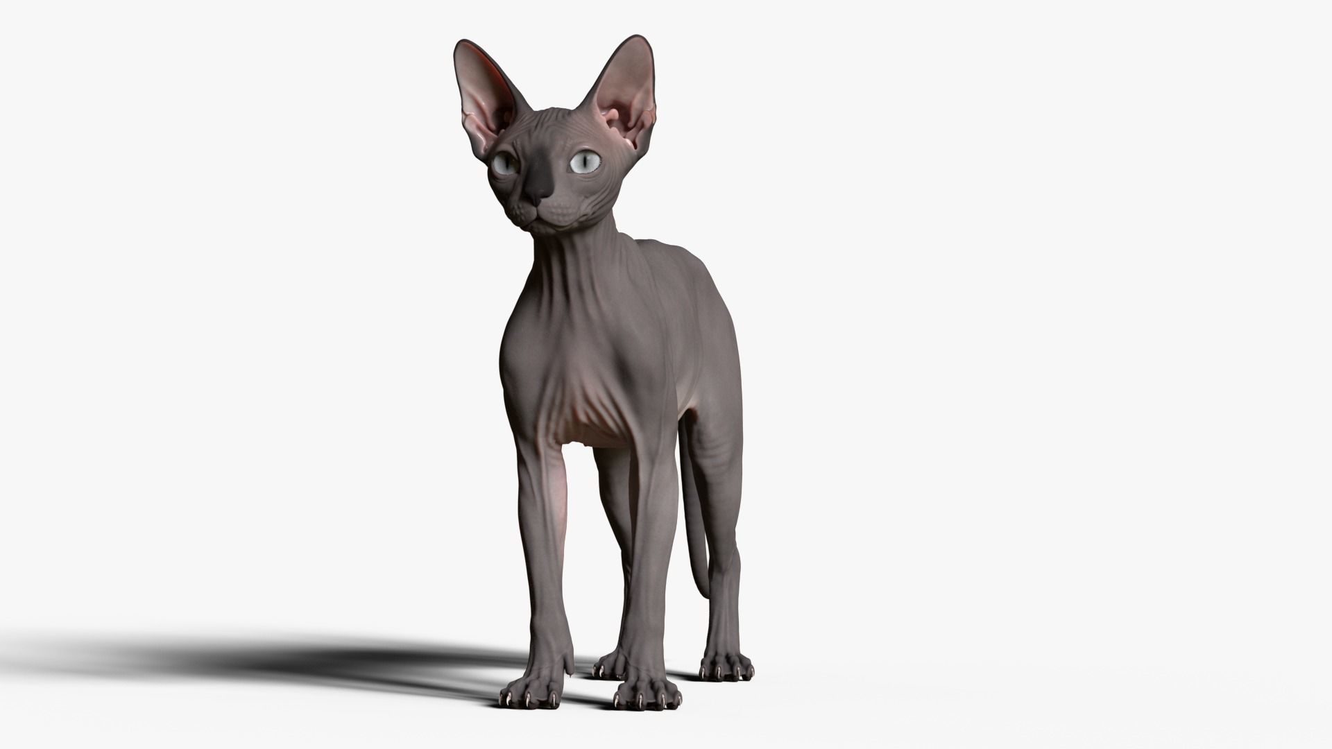 Sphynx Cat  3D model_16