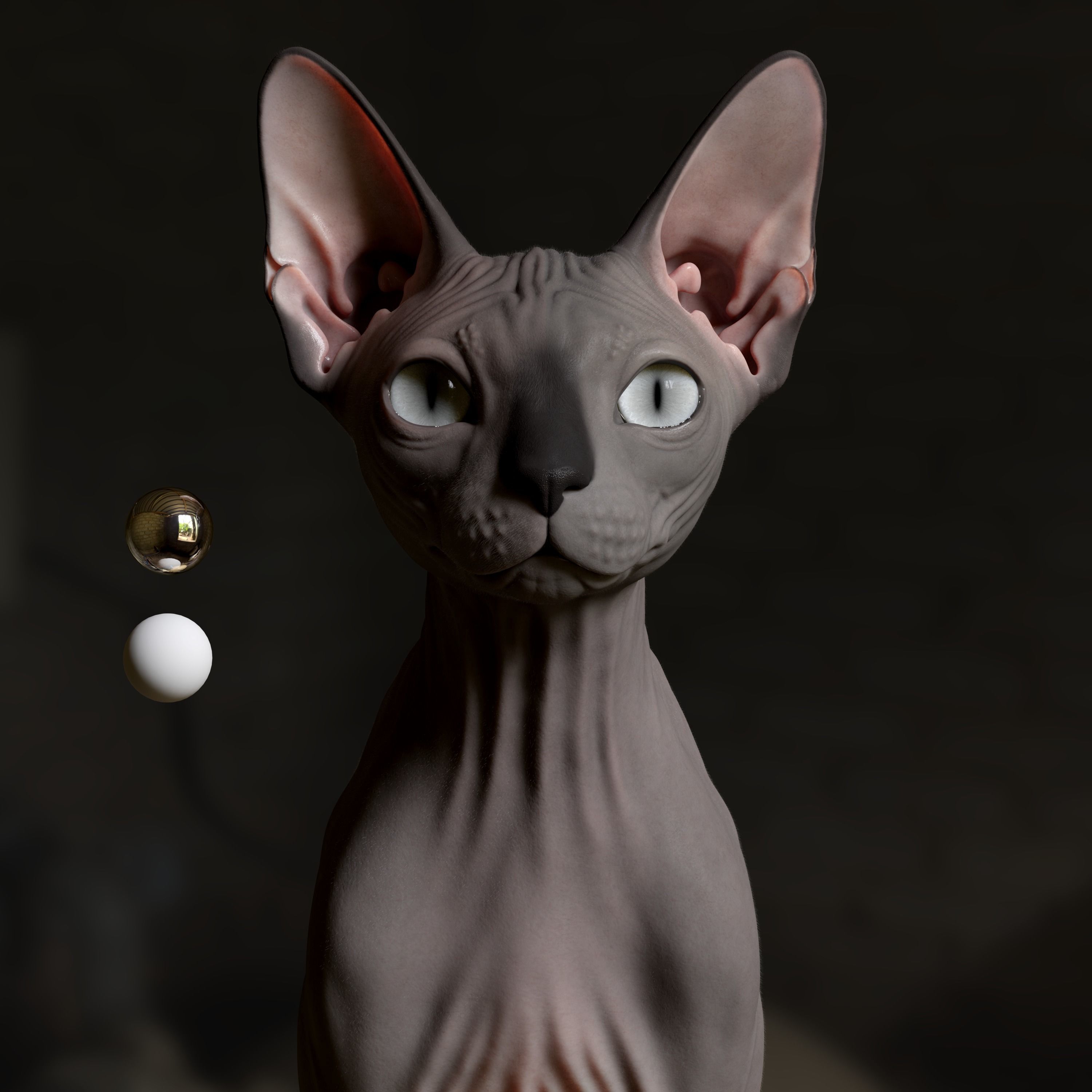 Sphynx Cat  3D model_3