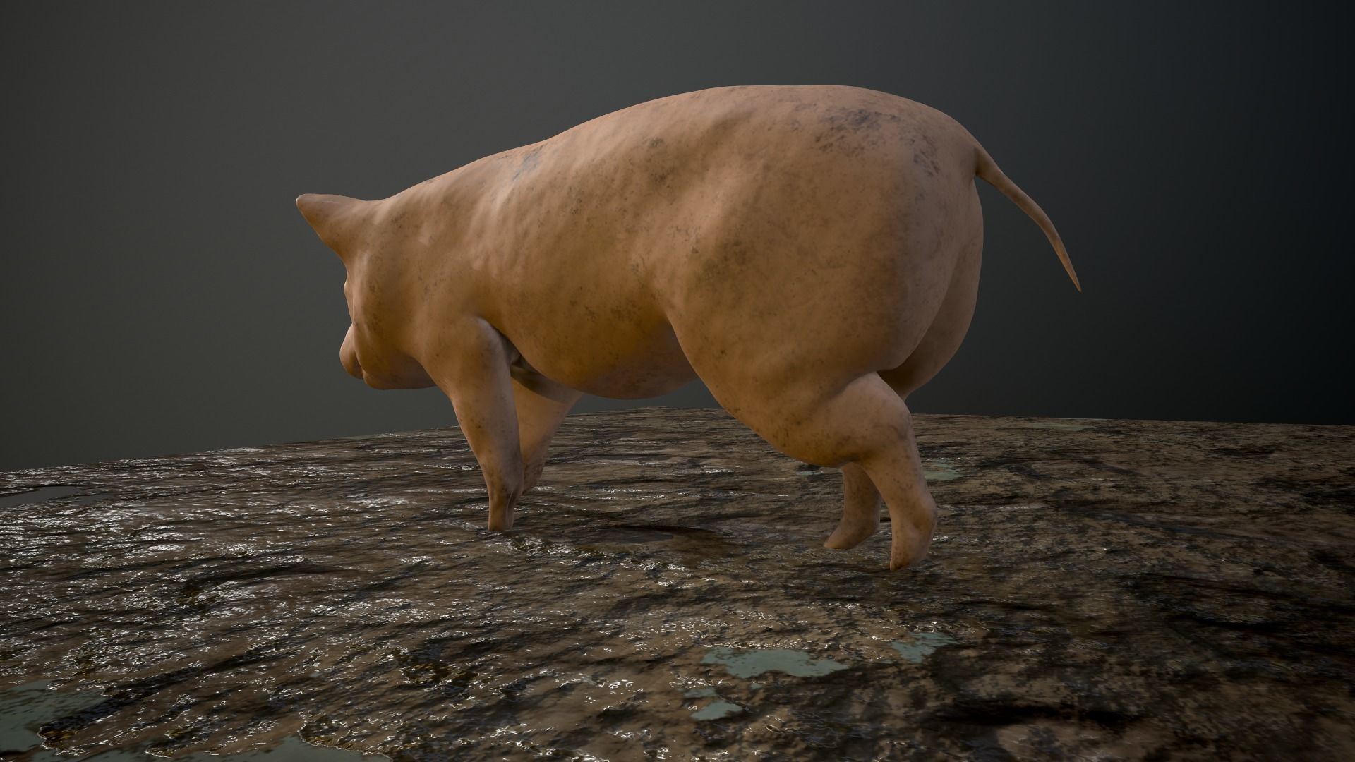 3D Pig on rock Low-poly 3D model_4