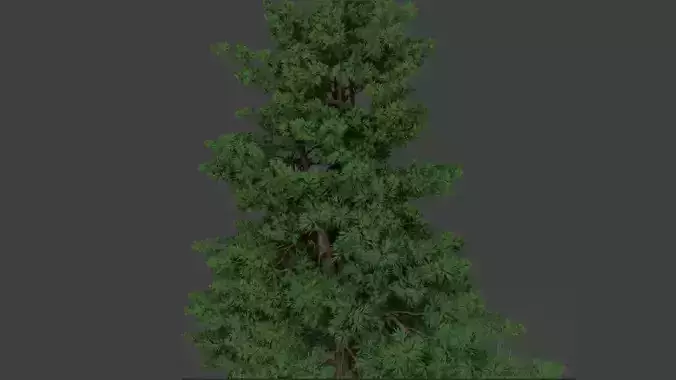 tree spruce 3d model