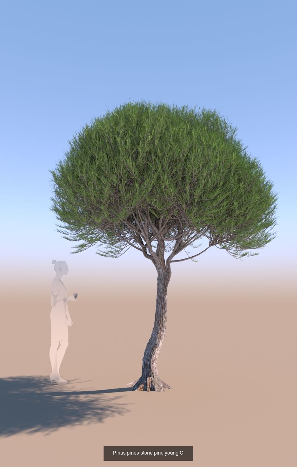 11 Pinus pinea stone pine trees 3D Model Collection_6