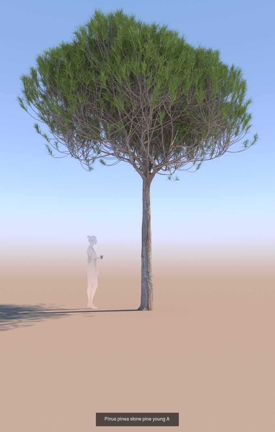 11 Pinus pinea stone pine trees 3D Model Collection_10