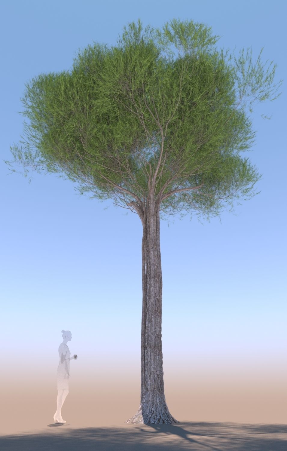 11 Pinus pinea stone pine trees 3D Model Collection_11