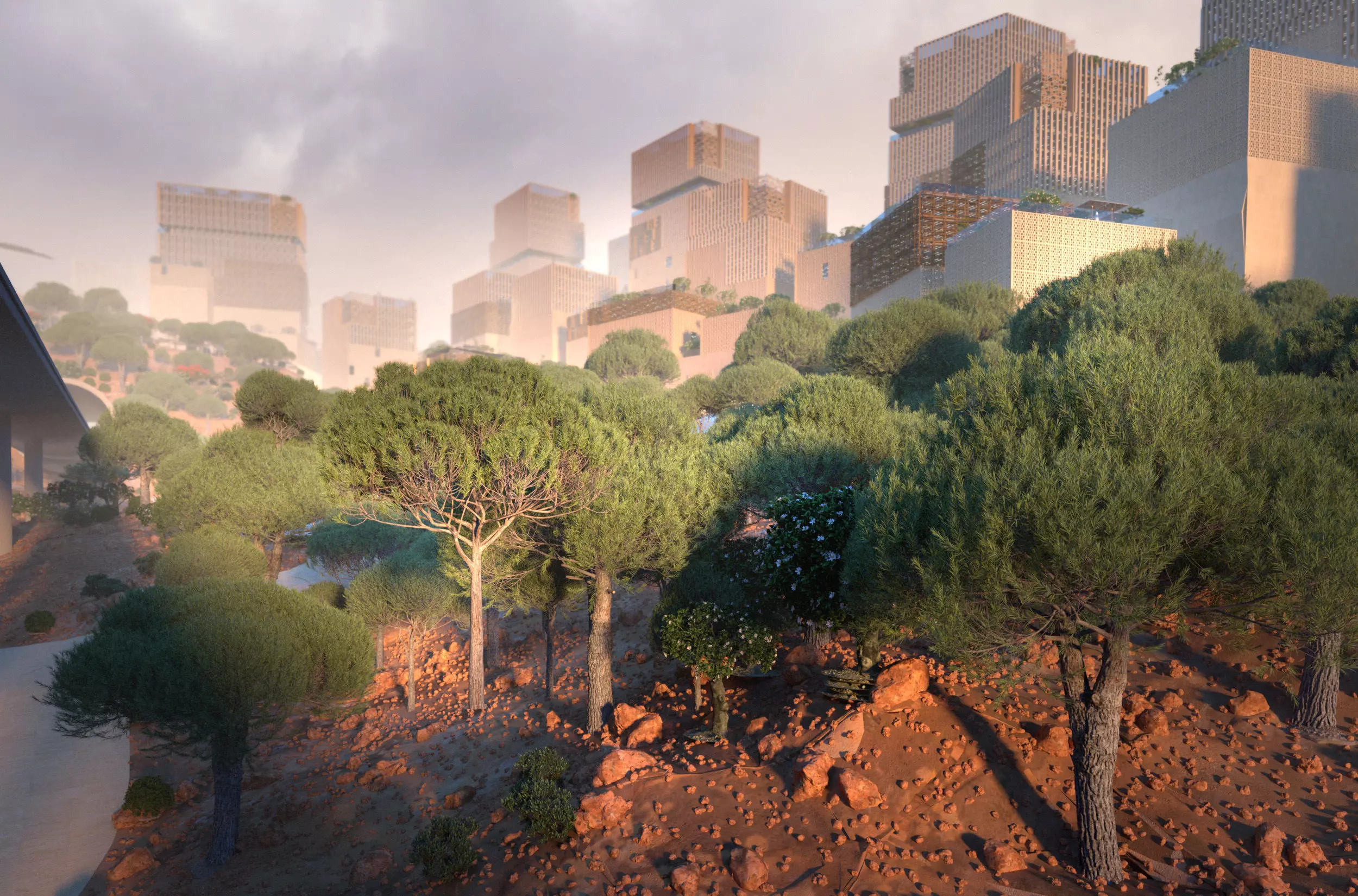 11 Pinus pinea stone pine trees 3D Model Collection_0