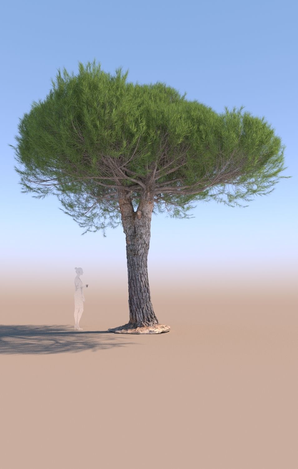 11 Pinus pinea stone pine trees 3D Model Collection_12