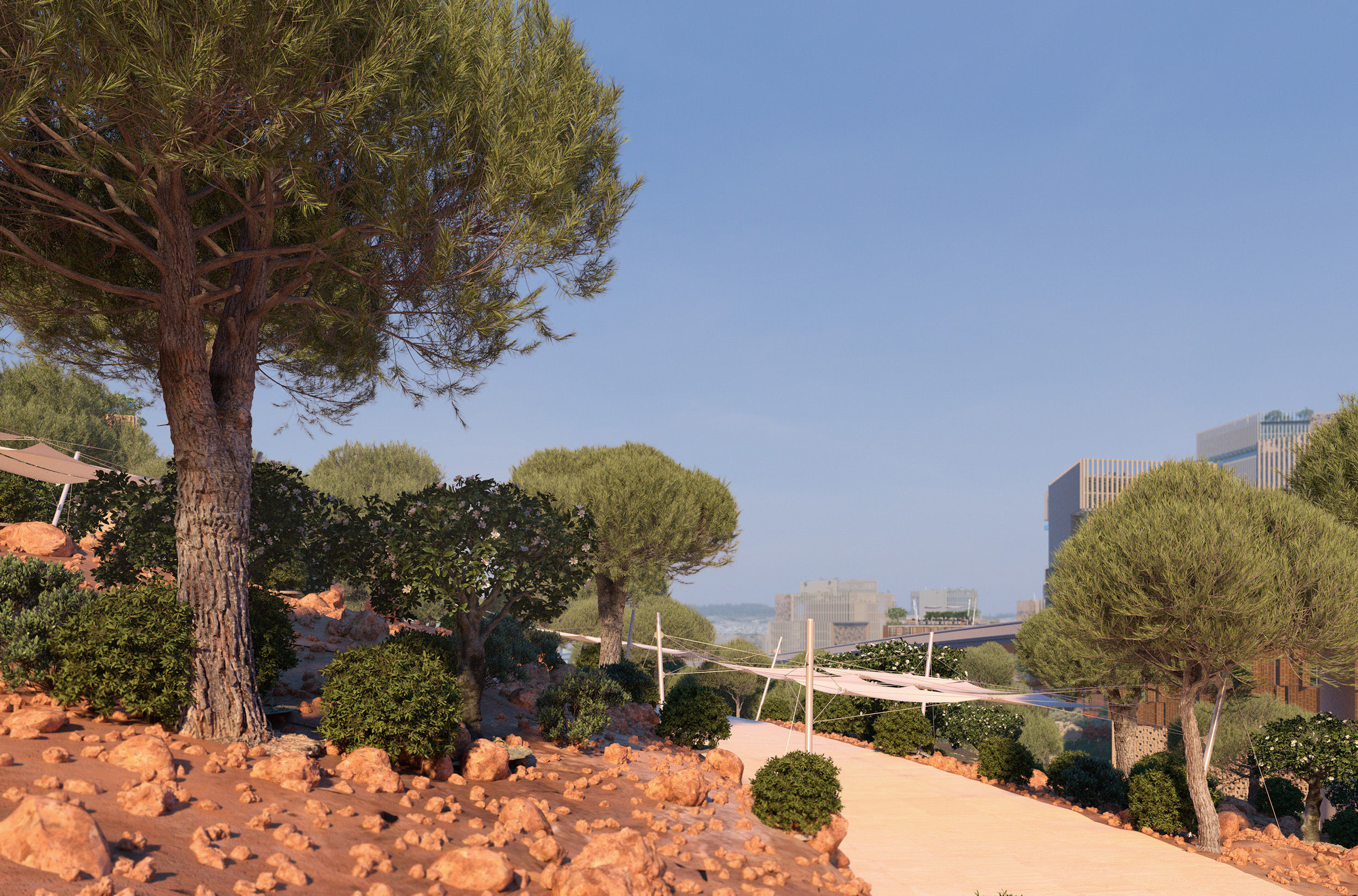 11 Pinus pinea stone pine trees 3D Model Collection_3