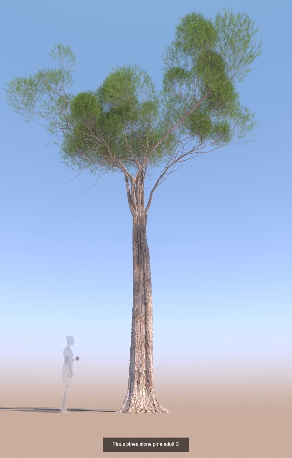 11 Pinus pinea stone pine trees 3D Model Collection_13
