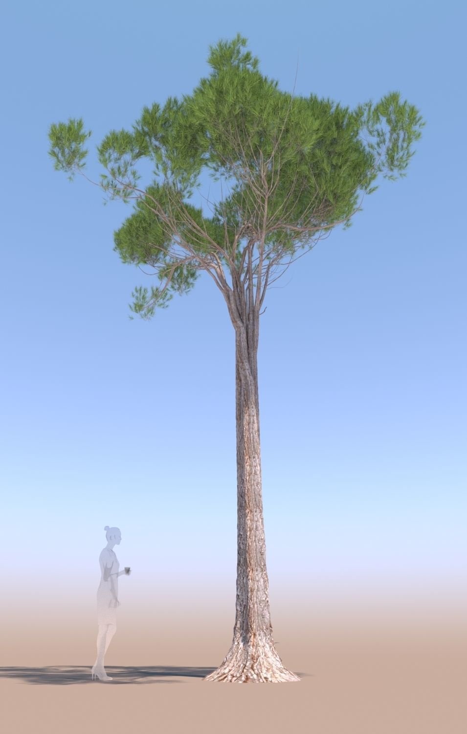 11 Pinus pinea stone pine trees 3D Model Collection_7