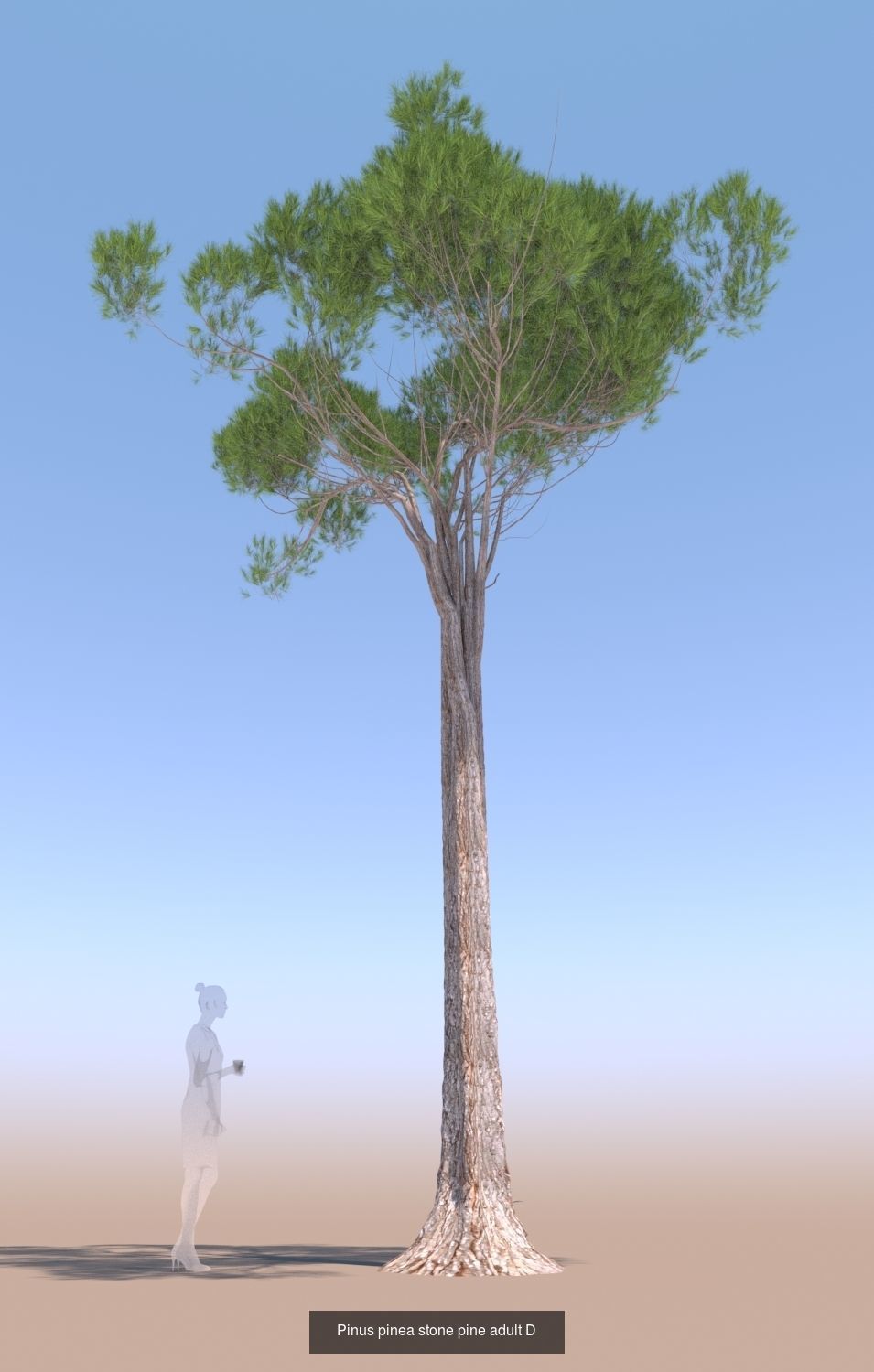 11 Pinus pinea stone pine trees 3D Model Collection_19