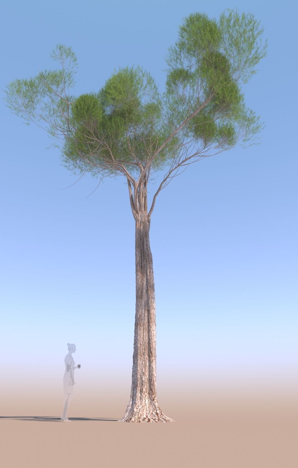 11 Pinus pinea stone pine trees 3D Model Collection_5