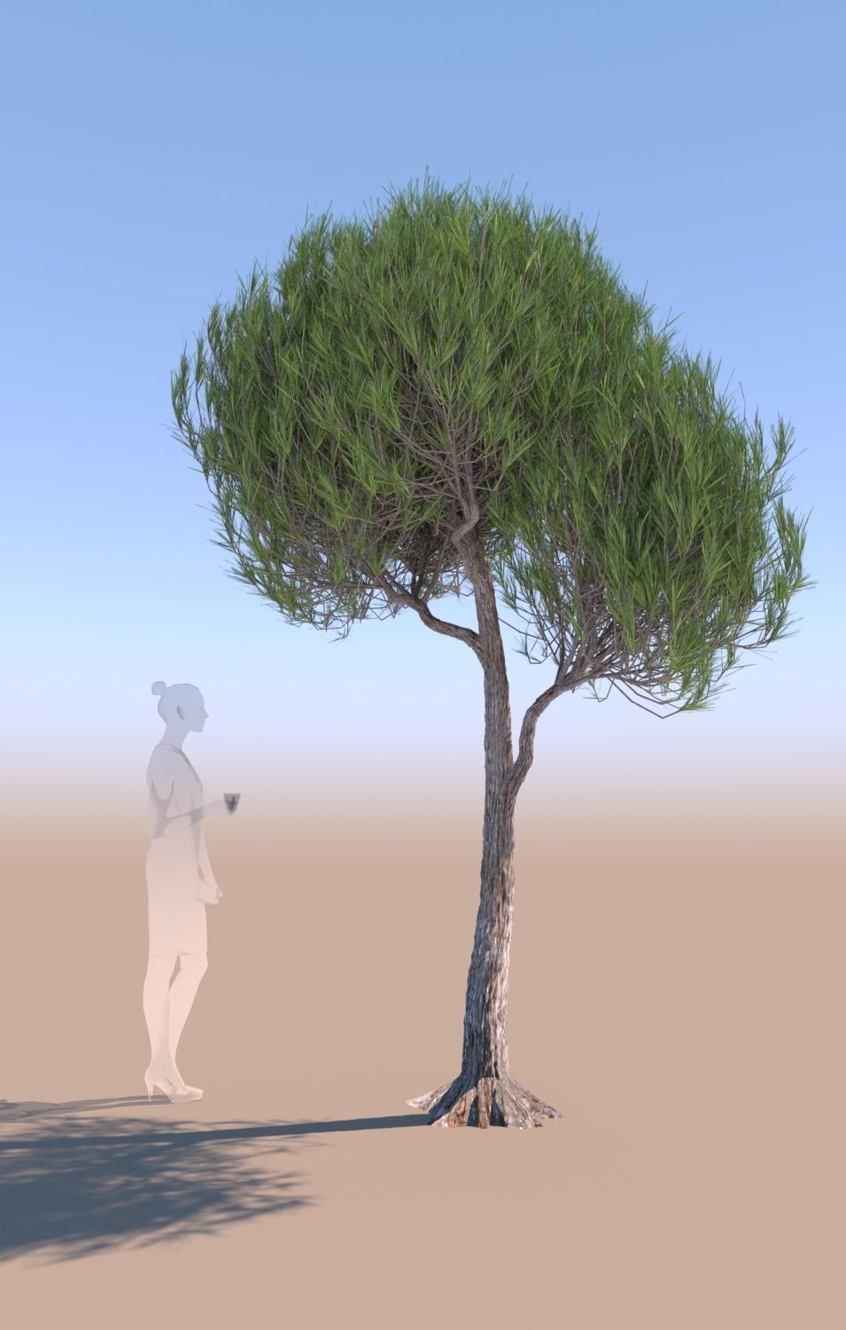 11 Pinus pinea stone pine trees 3D Model Collection_21