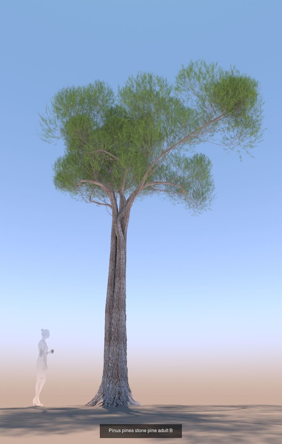 11 Pinus pinea stone pine trees 3D Model Collection_15