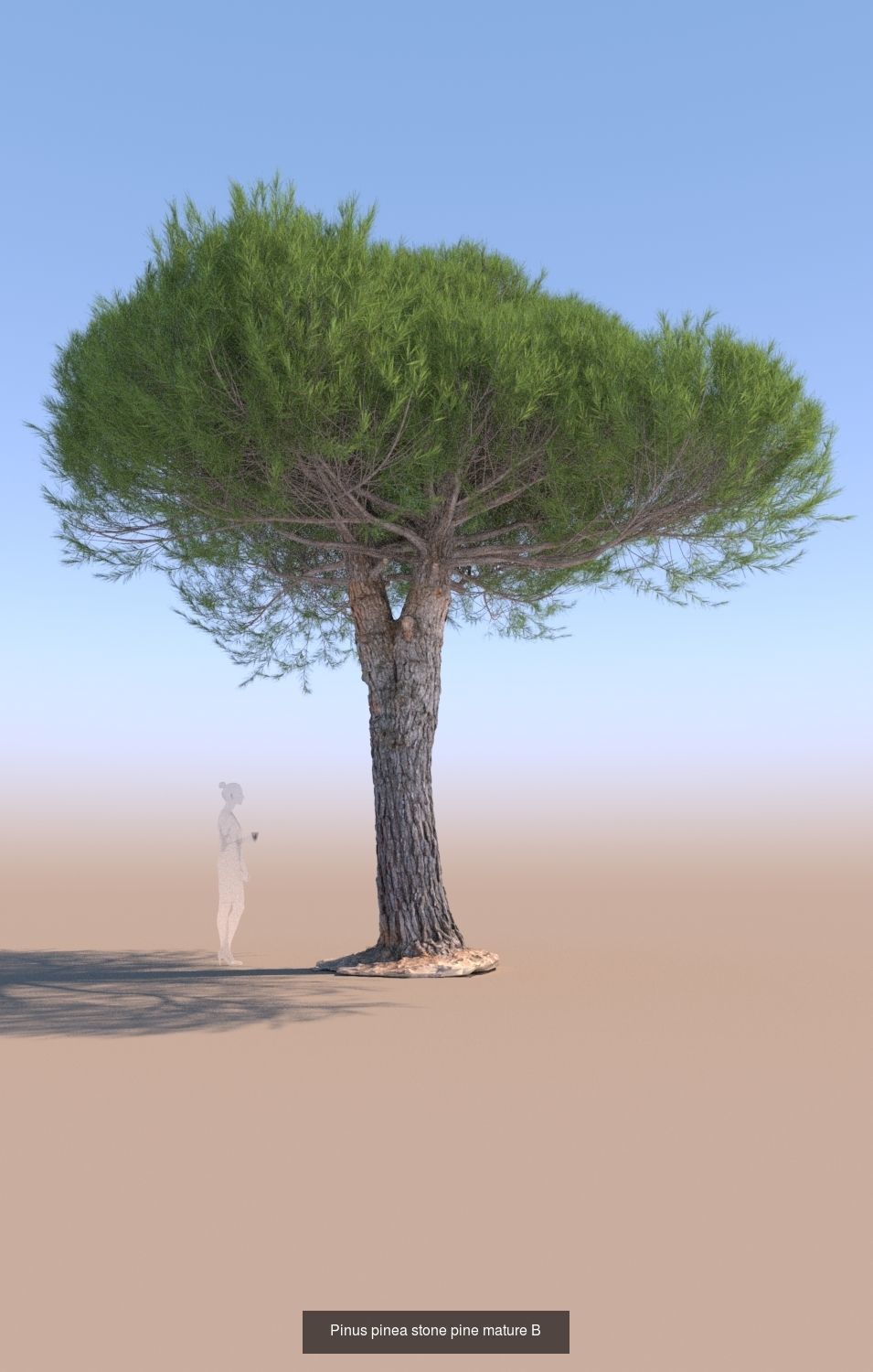 11 Pinus pinea stone pine trees 3D Model Collection_4