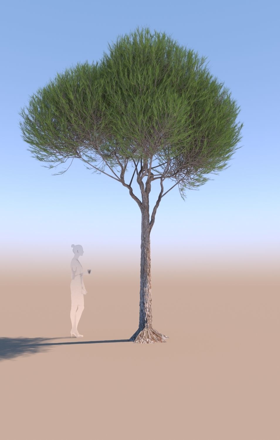 11 Pinus pinea stone pine trees 3D Model Collection_18