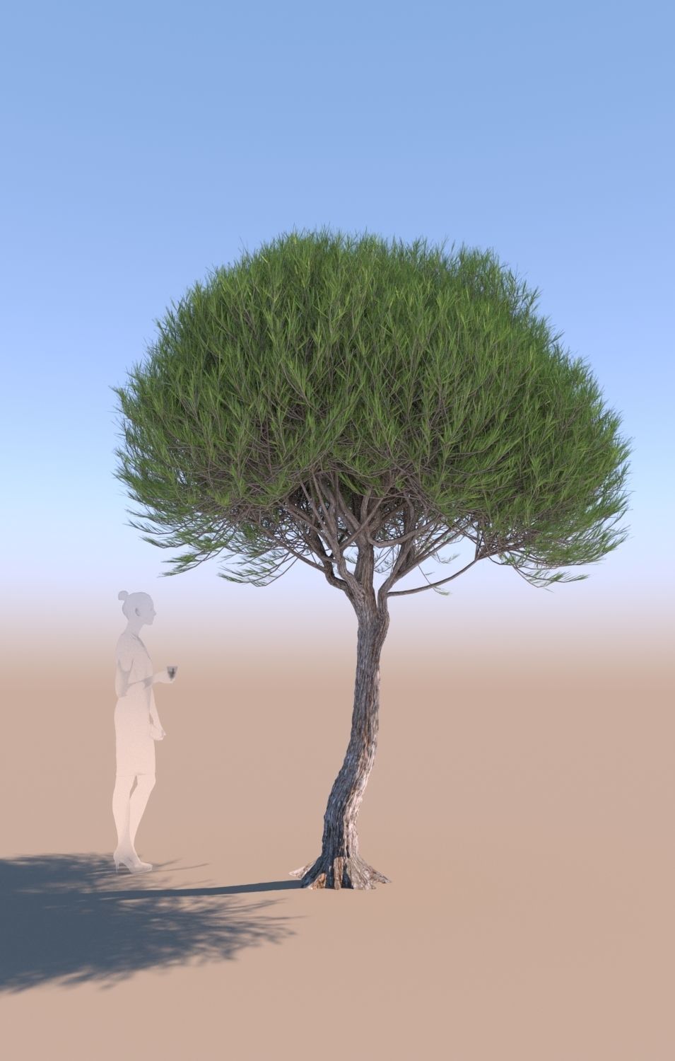 11 Pinus pinea stone pine trees 3D Model Collection_20